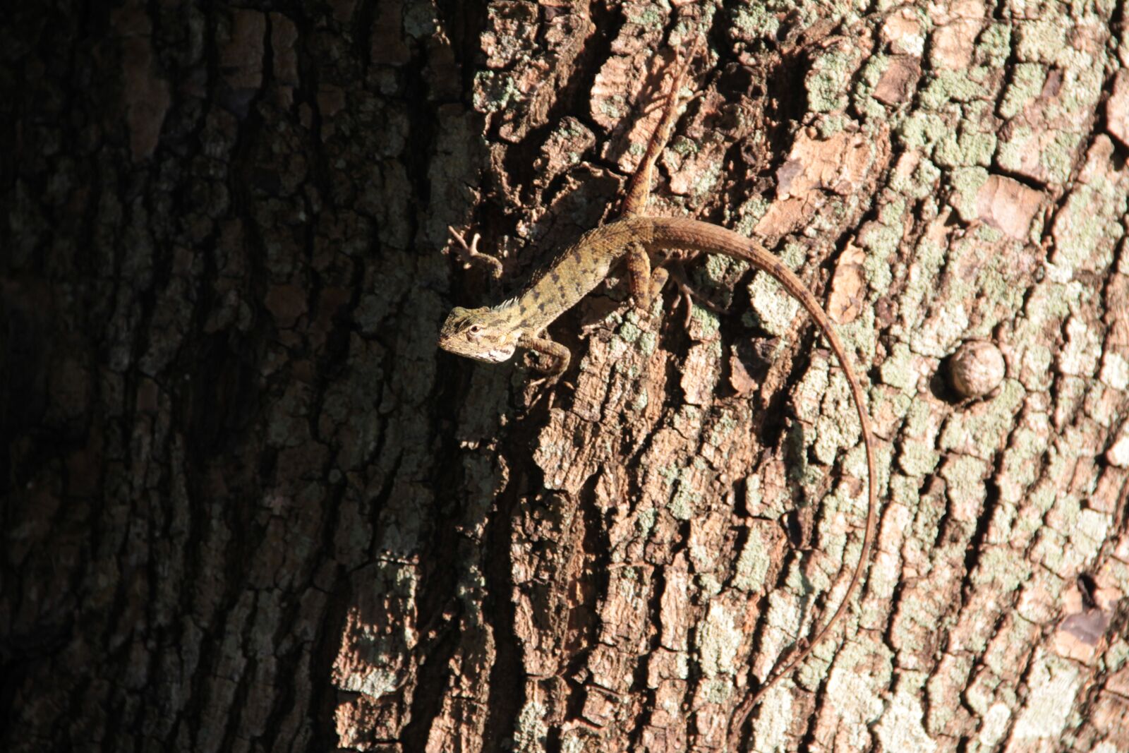 Canon EOS 60D sample photo. Lizard, log, reptile photography