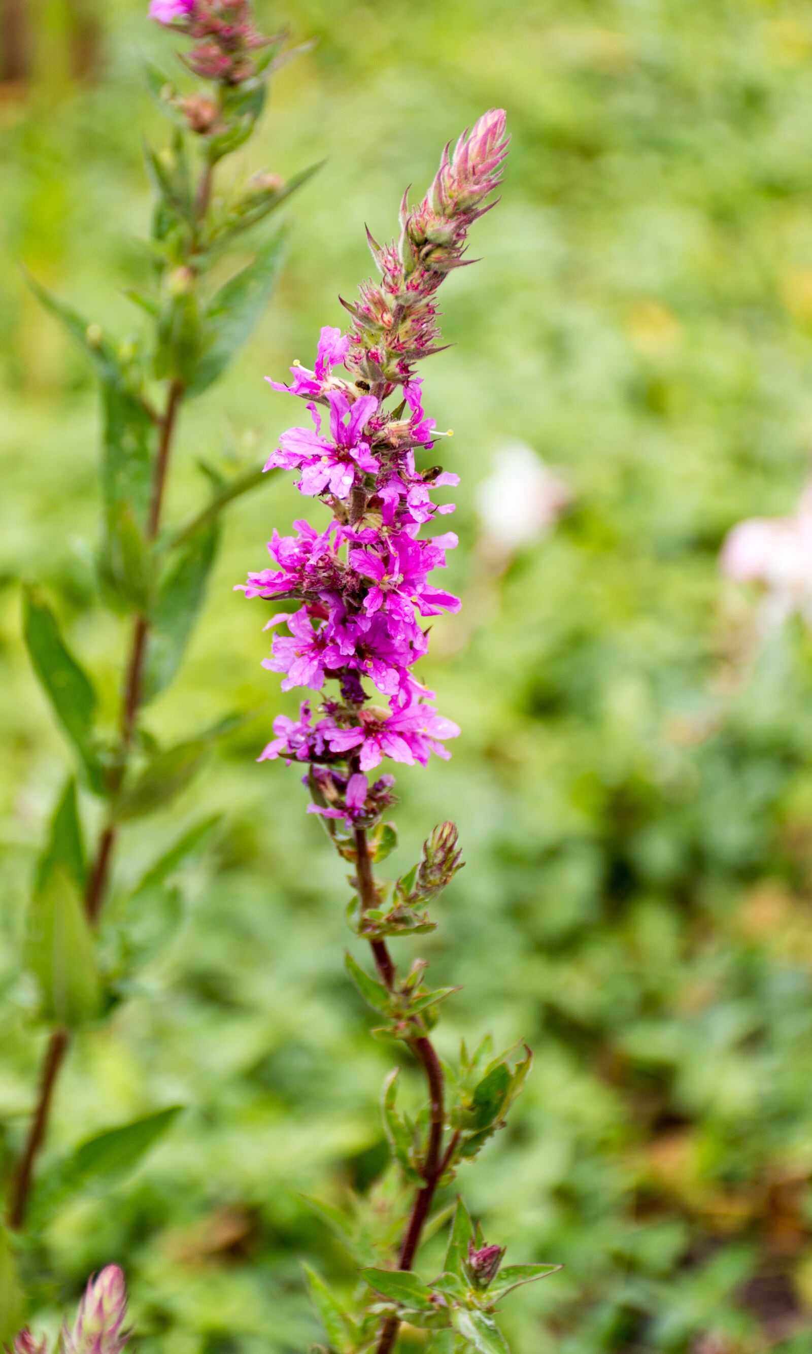 Nikon D7200 sample photo. Loosestrife, flower, purple photography