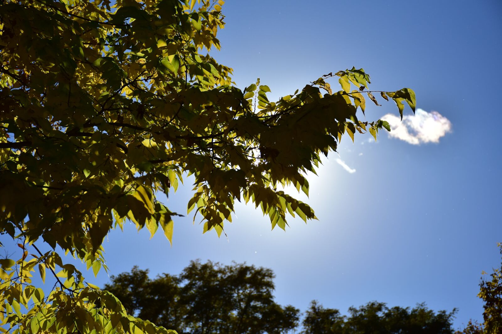 Nikon D7200 sample photo. Leaves, leaf, tree photography