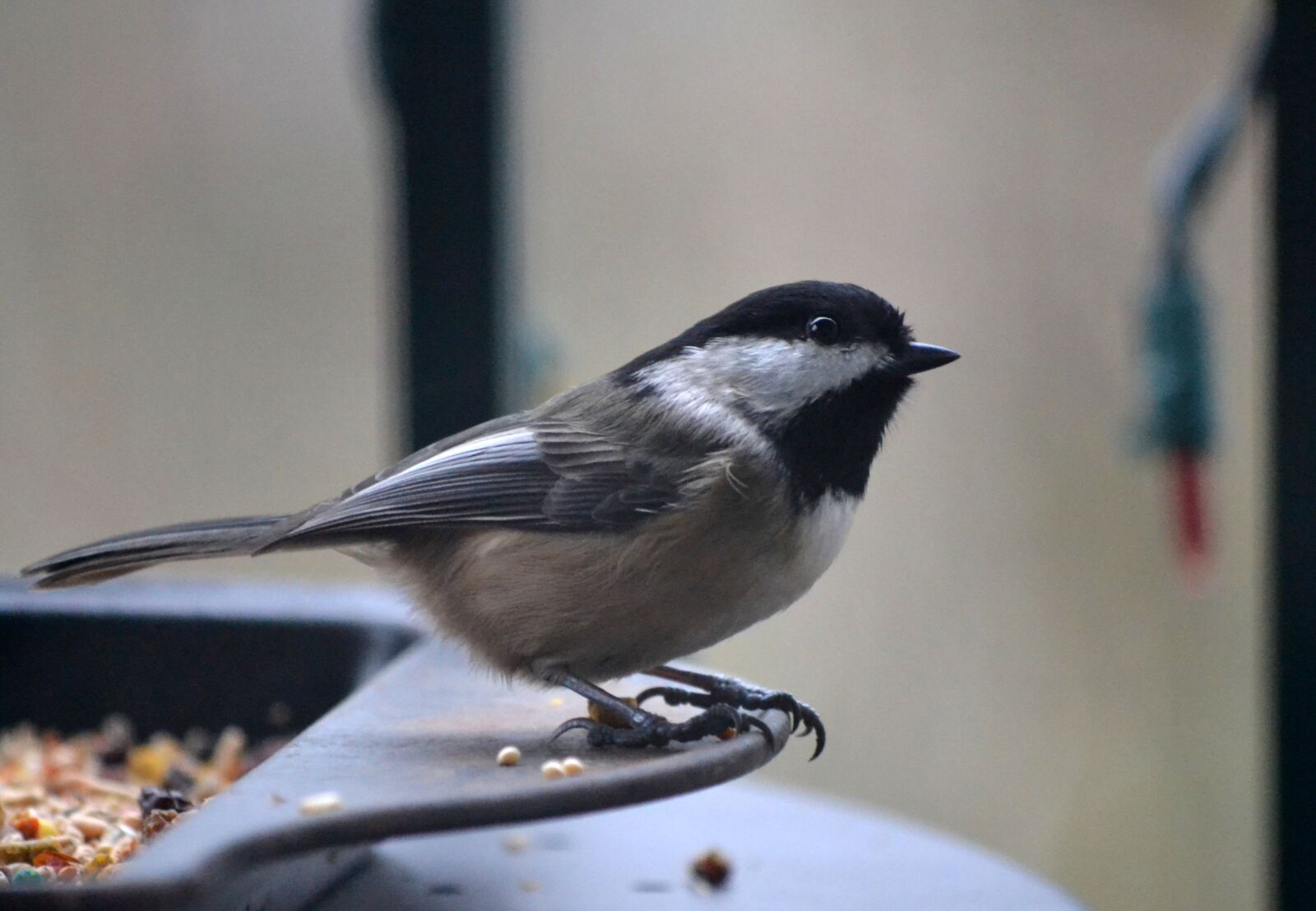 Nikon D3100 sample photo. Chickadee, bird, nature photography