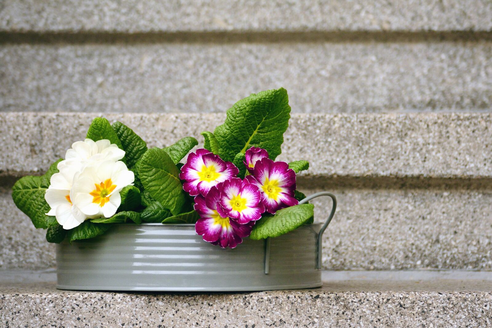 Nikon D5200 sample photo. Stairs, flower, flowering, leaf photography