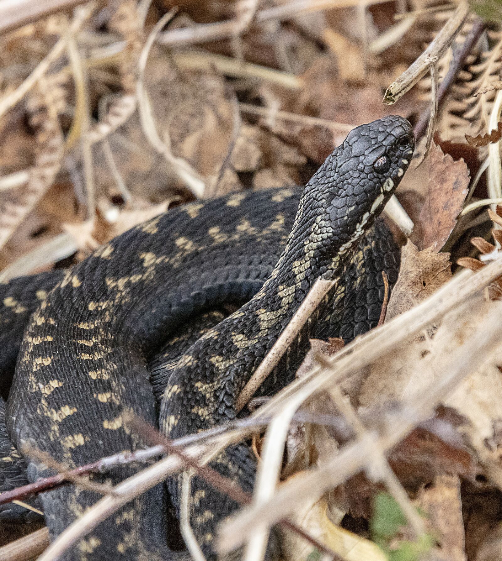 Sigma 100-400mm F5-6.3 DG OS HSM sample photo. Adder, snake, poisonous photography