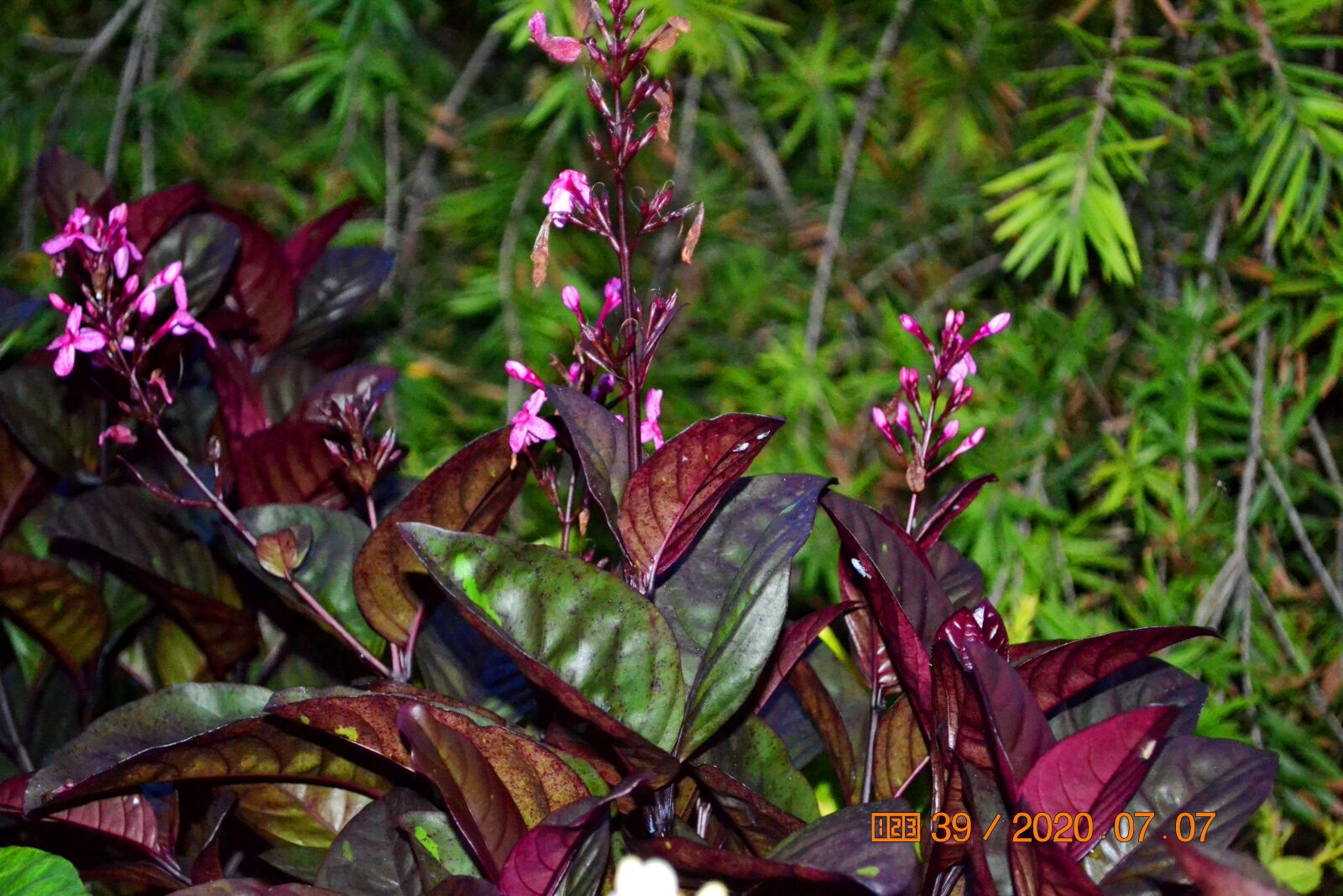 Nikon D3100 sample photo. Flor, naturaleza, lila photography