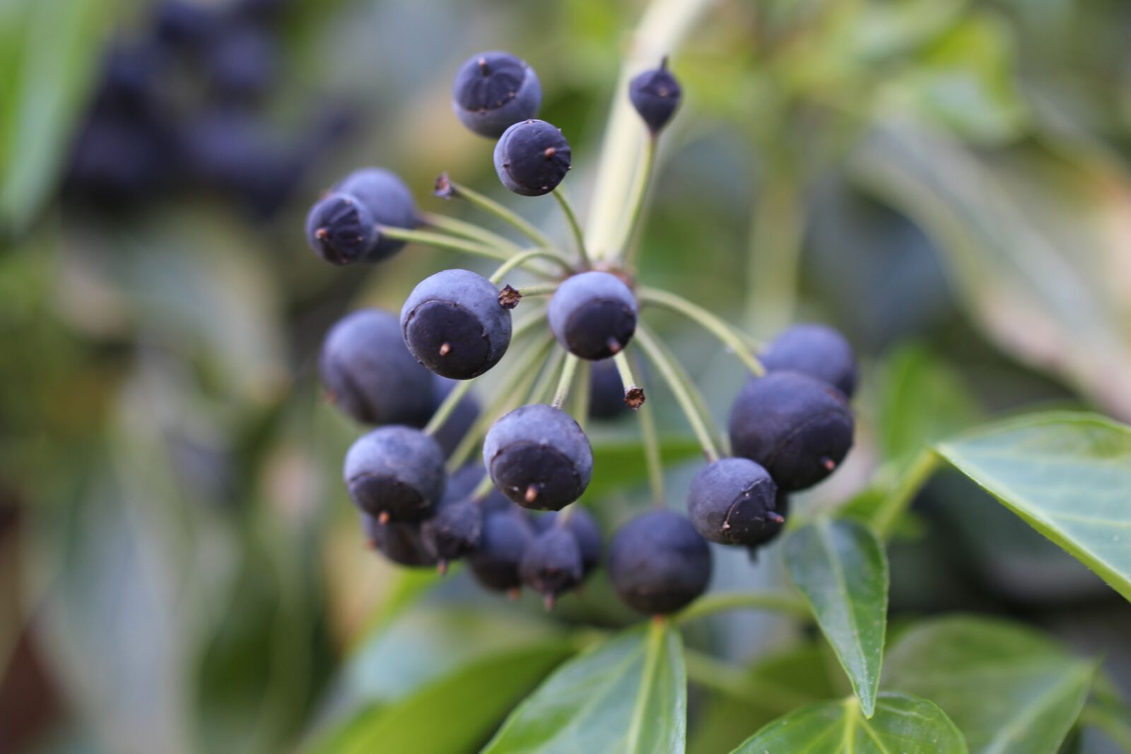 Canon EOS 700D (EOS Rebel T5i / EOS Kiss X7i) sample photo. Ivy, fruit, blue photography