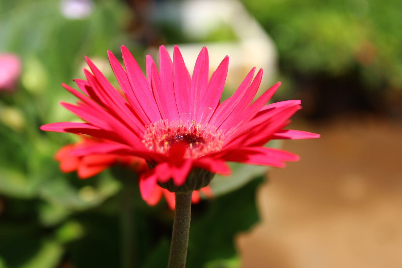 Canon EOS 600D (Rebel EOS T3i / EOS Kiss X5) sample photo. Red, flower, nature photography