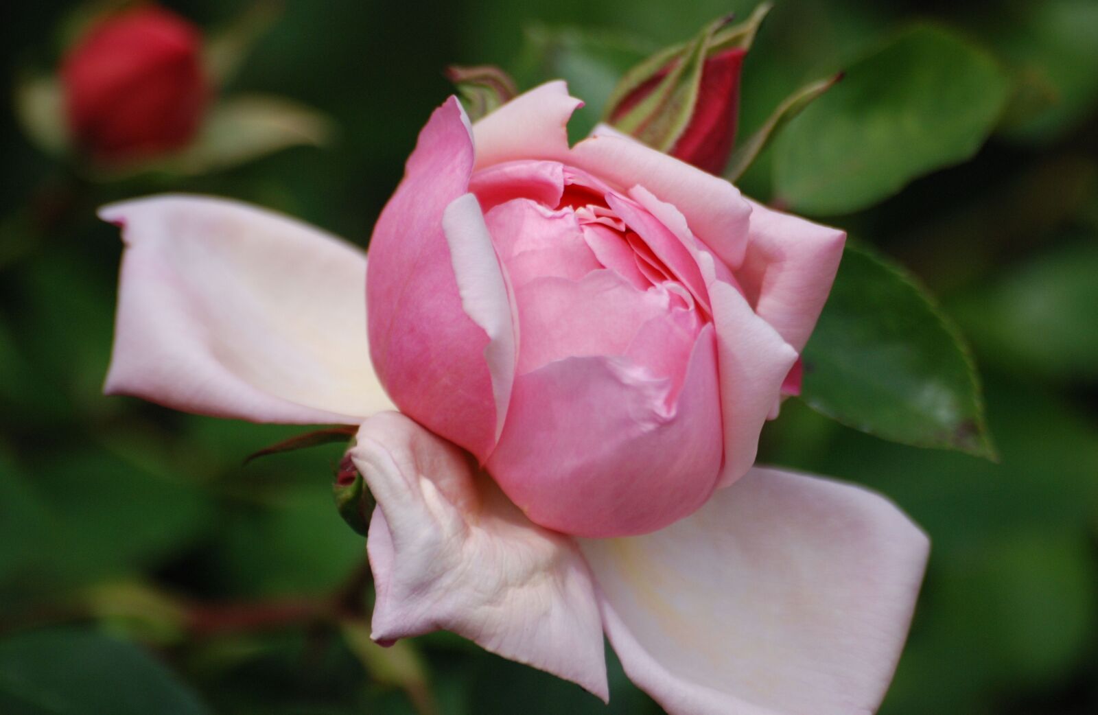 Nikon D80 sample photo. Rose, flower, bloom photography