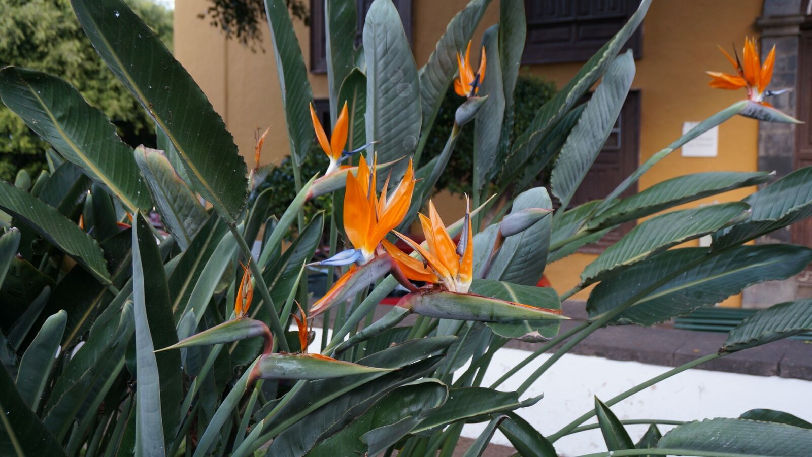 Sony Alpha NEX-5T sample photo. Flowers, exotic, tenerife photography