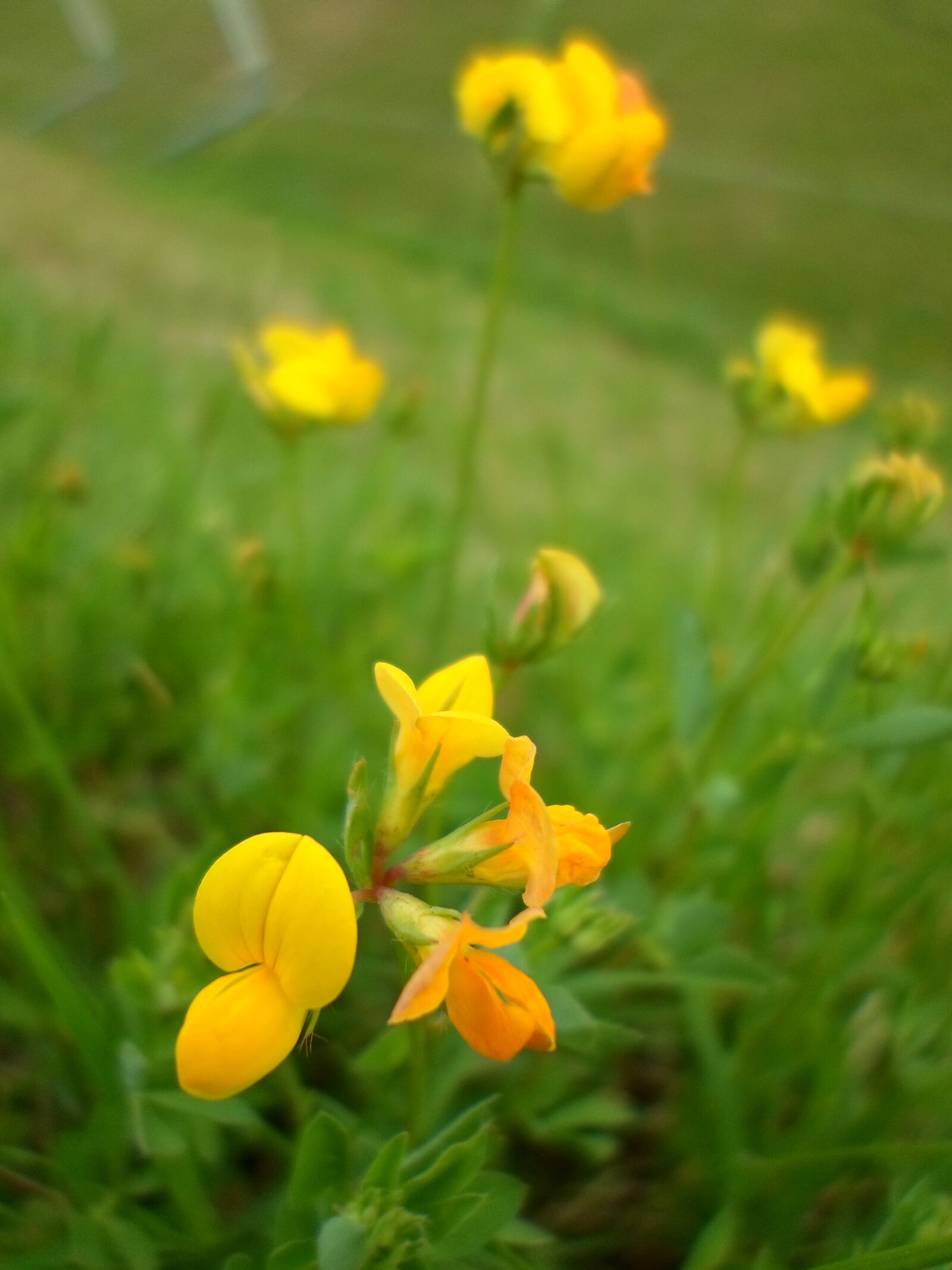 Samsung ST66 / ST68 sample photo. Flower, nature, yellow, flowers photography