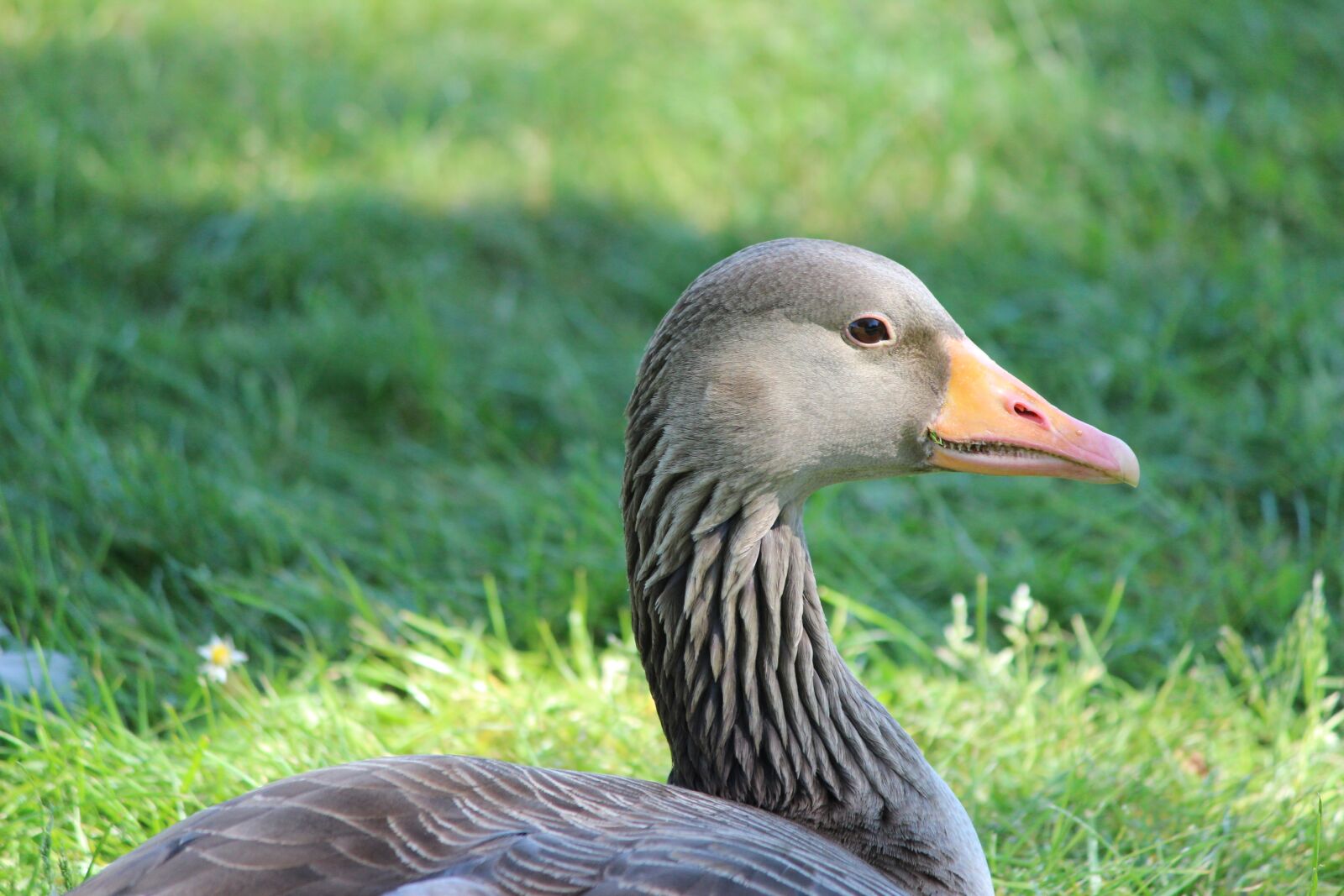Canon EOS 600D (Rebel EOS T3i / EOS Kiss X5) sample photo. Duck, goose, bird photography