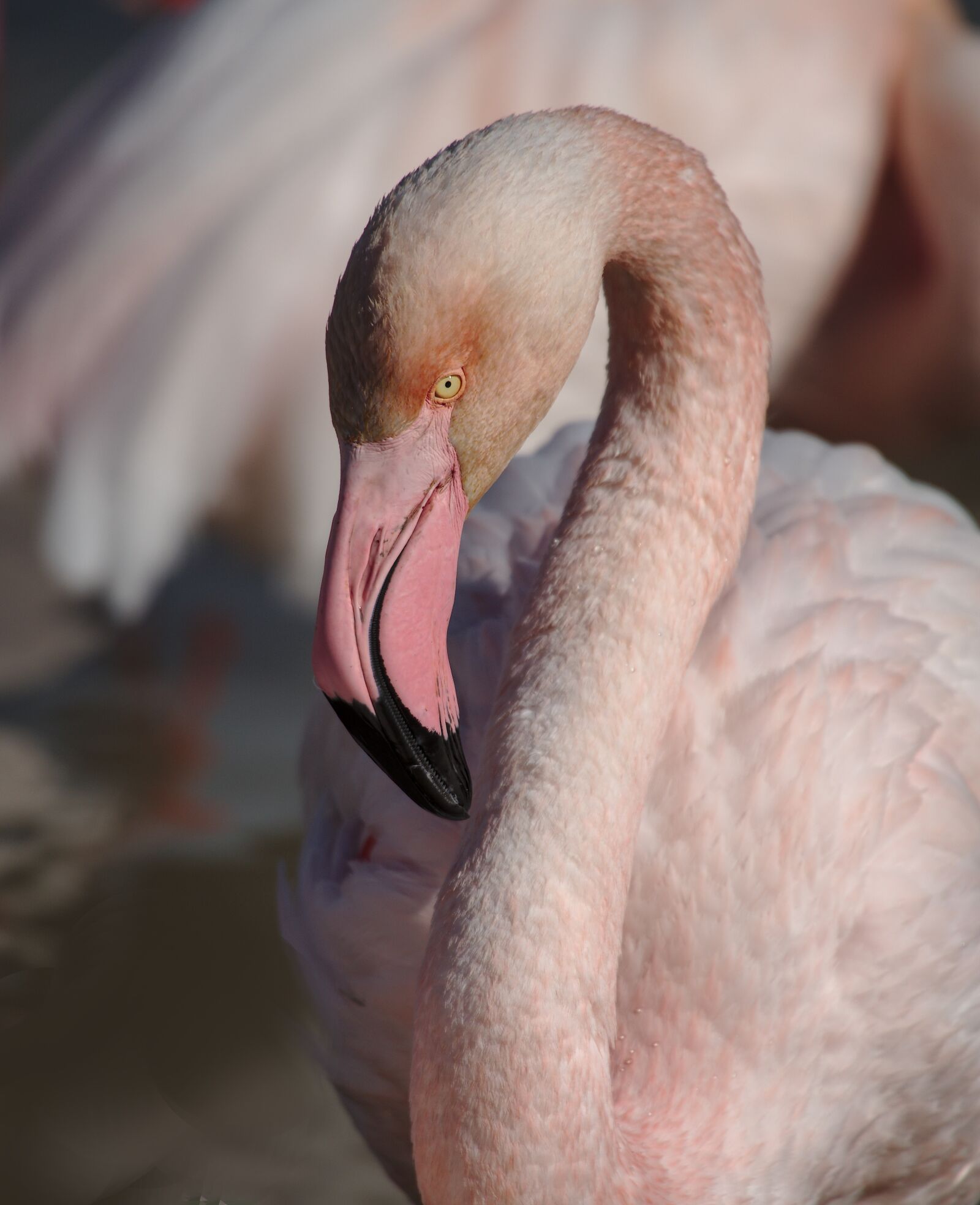 Nikon D750 sample photo. Pink flamingo, camargue, bird photography
