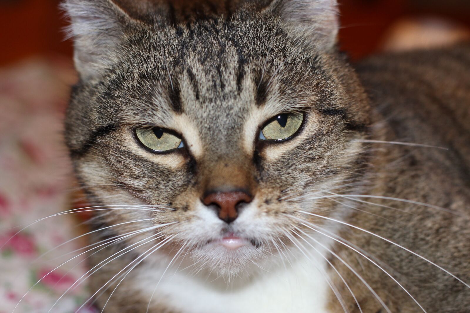 Canon EOS 700D (EOS Rebel T5i / EOS Kiss X7i) + Canon EF 50mm F1.8 II sample photo. Cat, cat's eyes, hypnosis photography