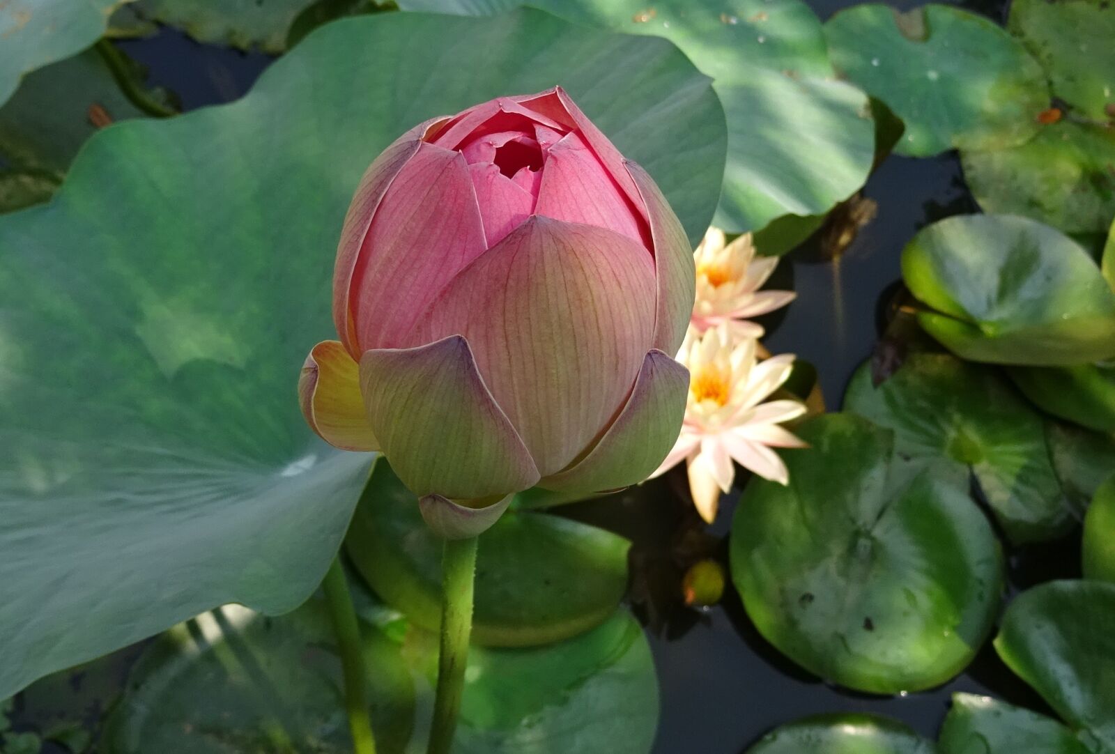 Sony DSC-HX60V sample photo. Lotus, flower, pink photography