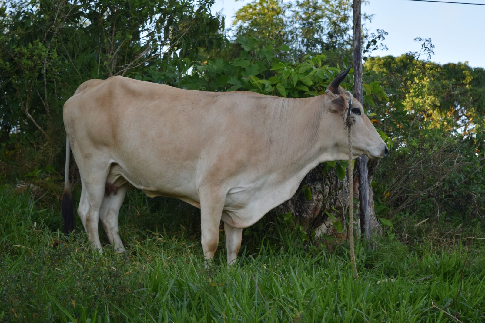 Nikon D3300 sample photo. Cow, brown cow, animal photography