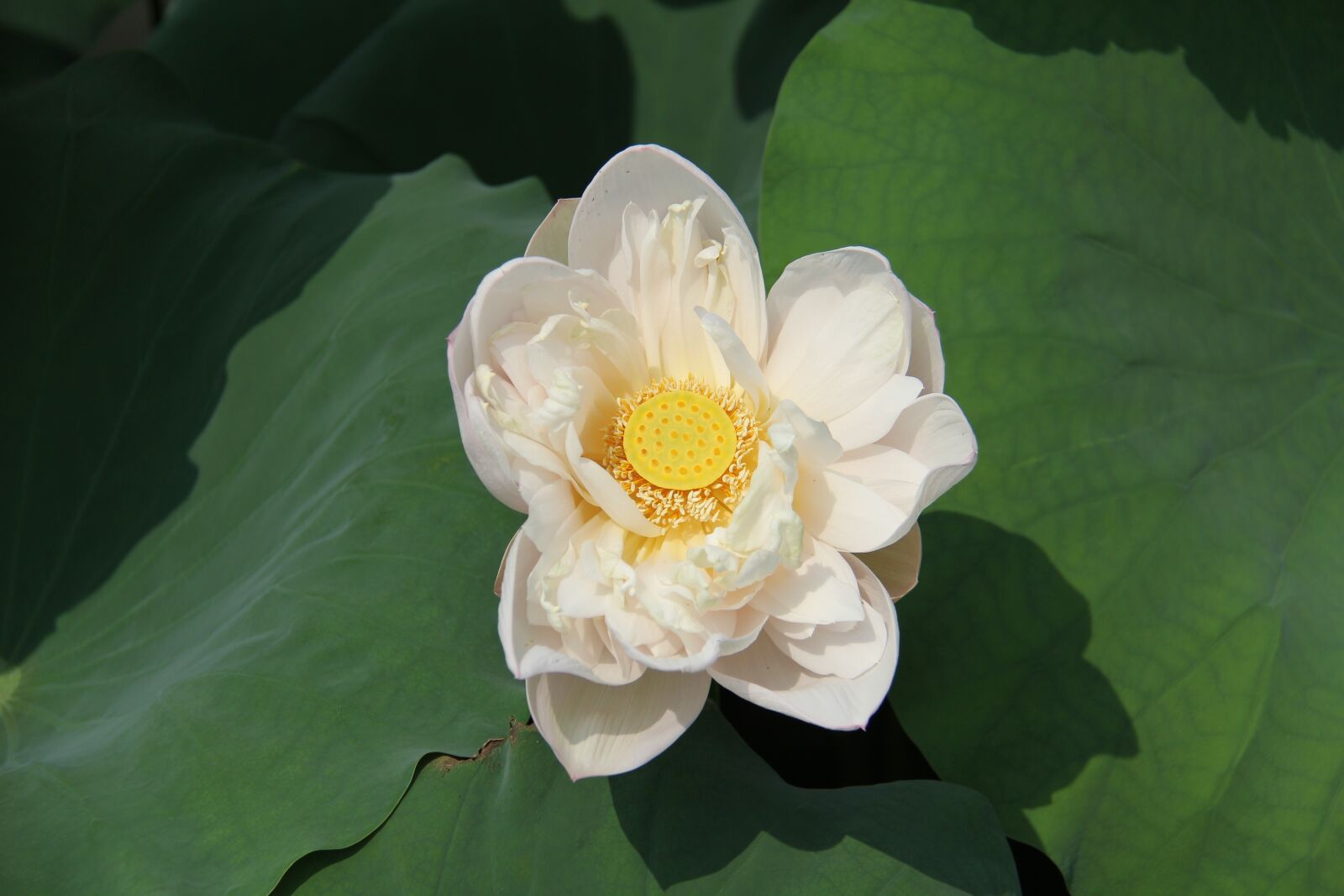 Canon EF-S 18-200mm F3.5-5.6 IS sample photo. Water lily, plant, scenery photography