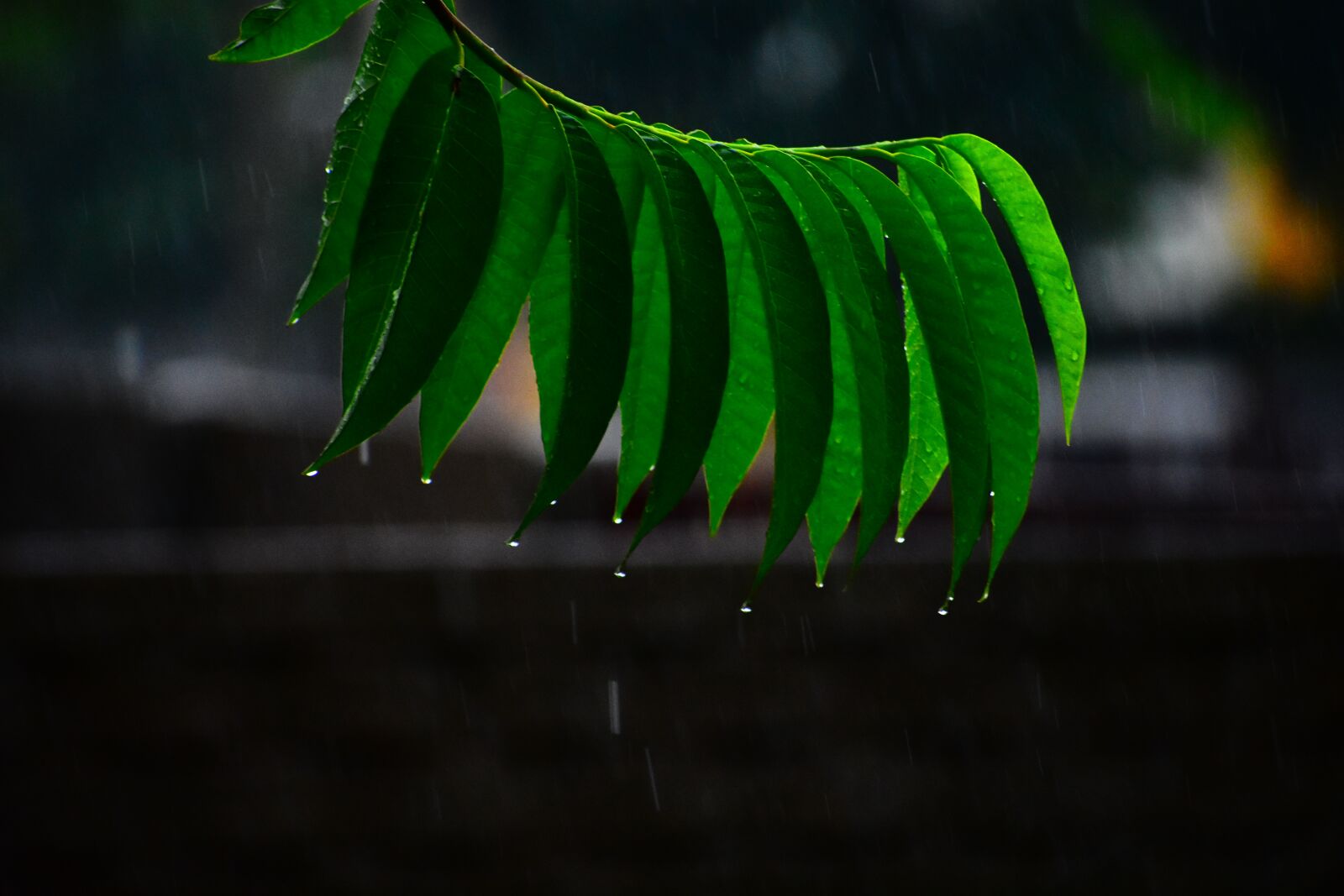 Nikon D3400 sample photo. Rain, on, green photography