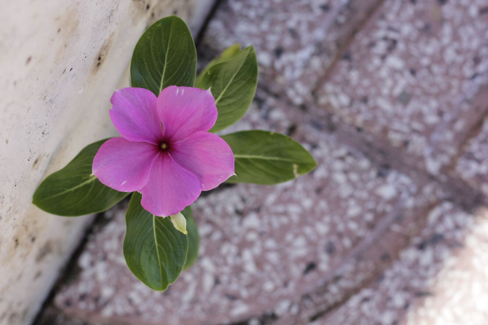 Canon EOS 60D + Canon EF 50mm F1.8 STM sample photo. Pink, magenta, purple photography