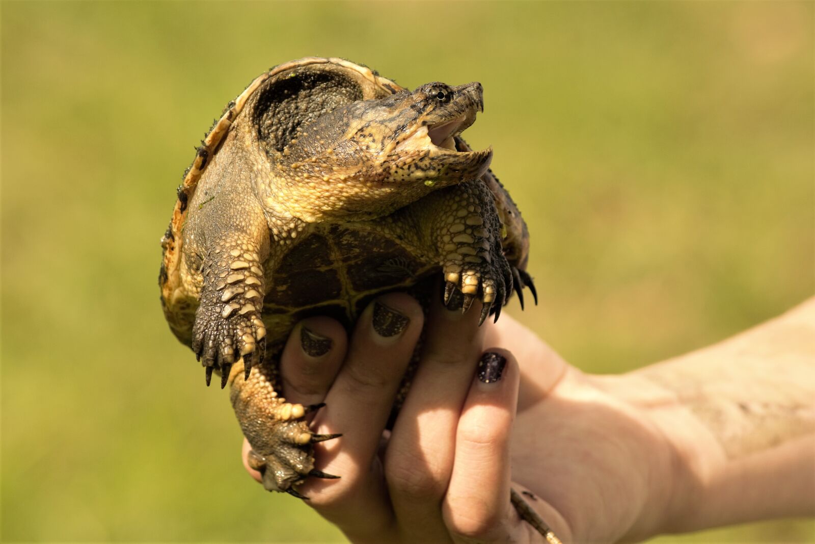 Nikon D7100 sample photo. Snapping turtle, girl, holding photography