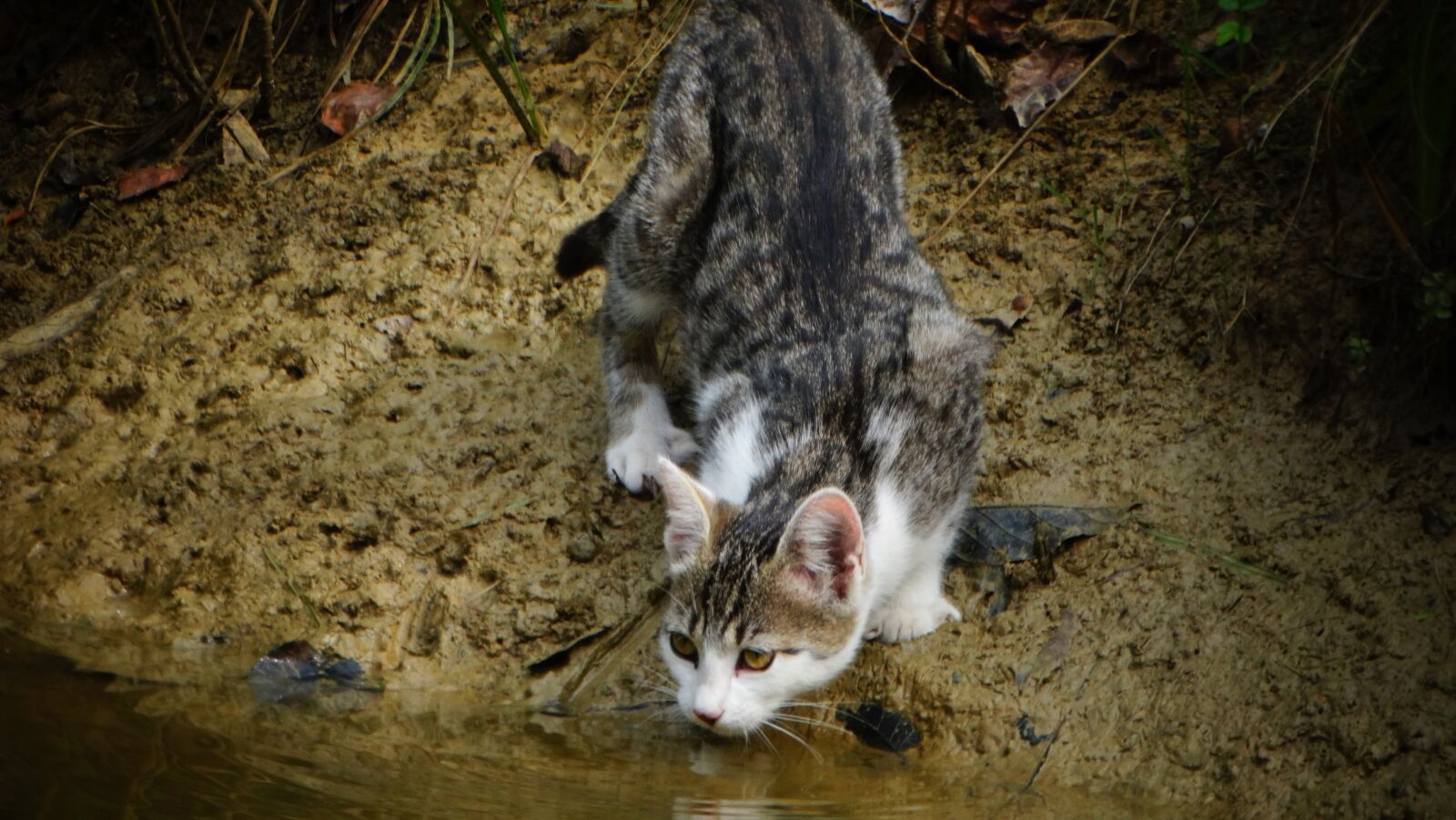 Sony Cyber-shot DSC-HX300 sample photo. Cat, animal, pet photography