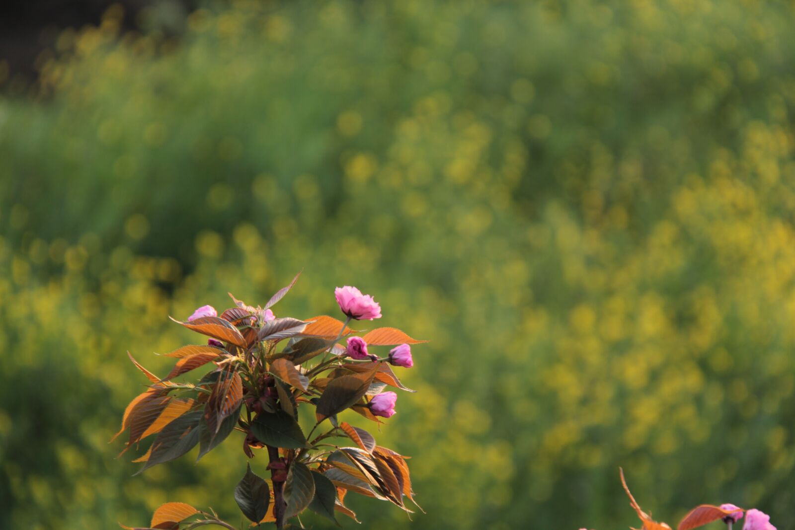 Canon EF-S 18-200mm F3.5-5.6 IS sample photo. Rape, flowers, separate branches photography