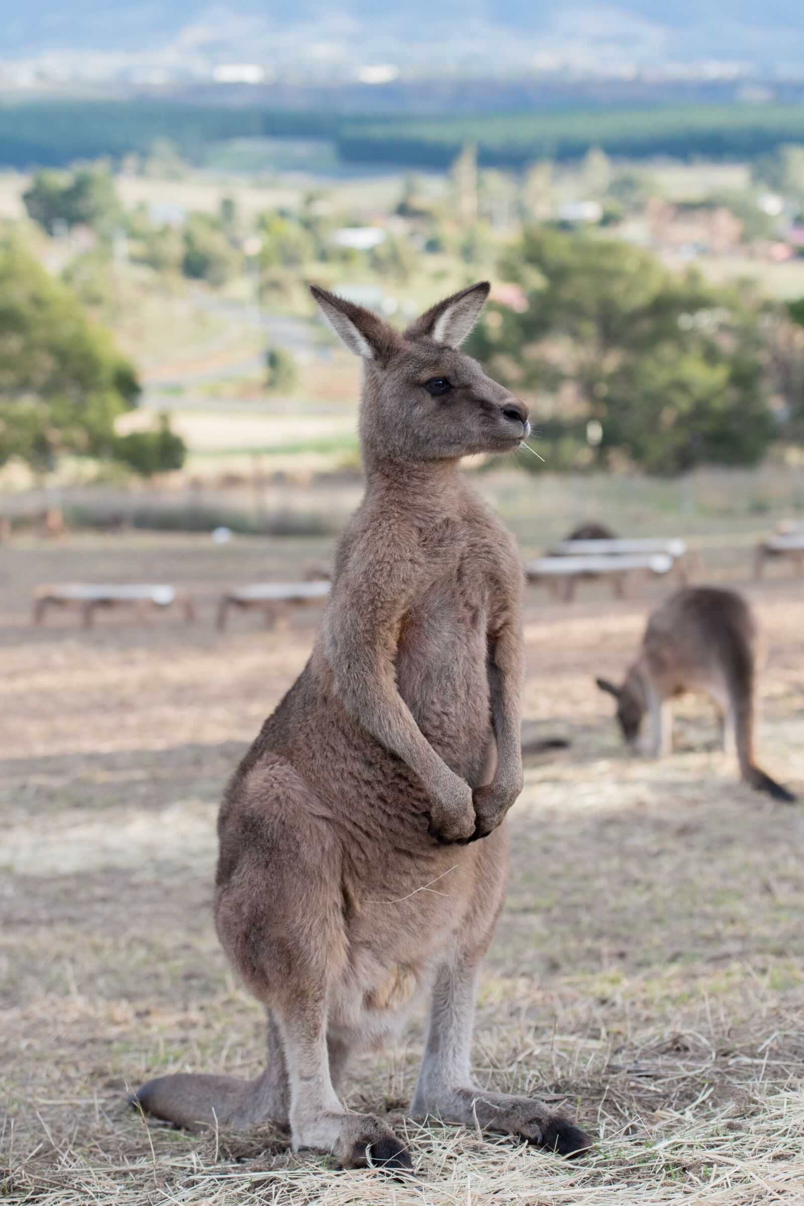Nikon D750 sample photo. Kangaroo, marsupial, mammal photography