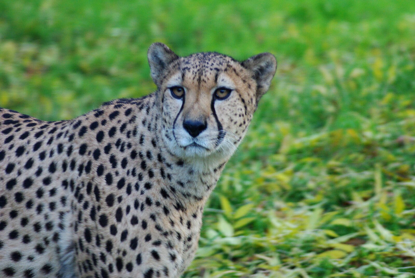 Pentax K-m (K2000) sample photo. Leopard, cat, animal photography