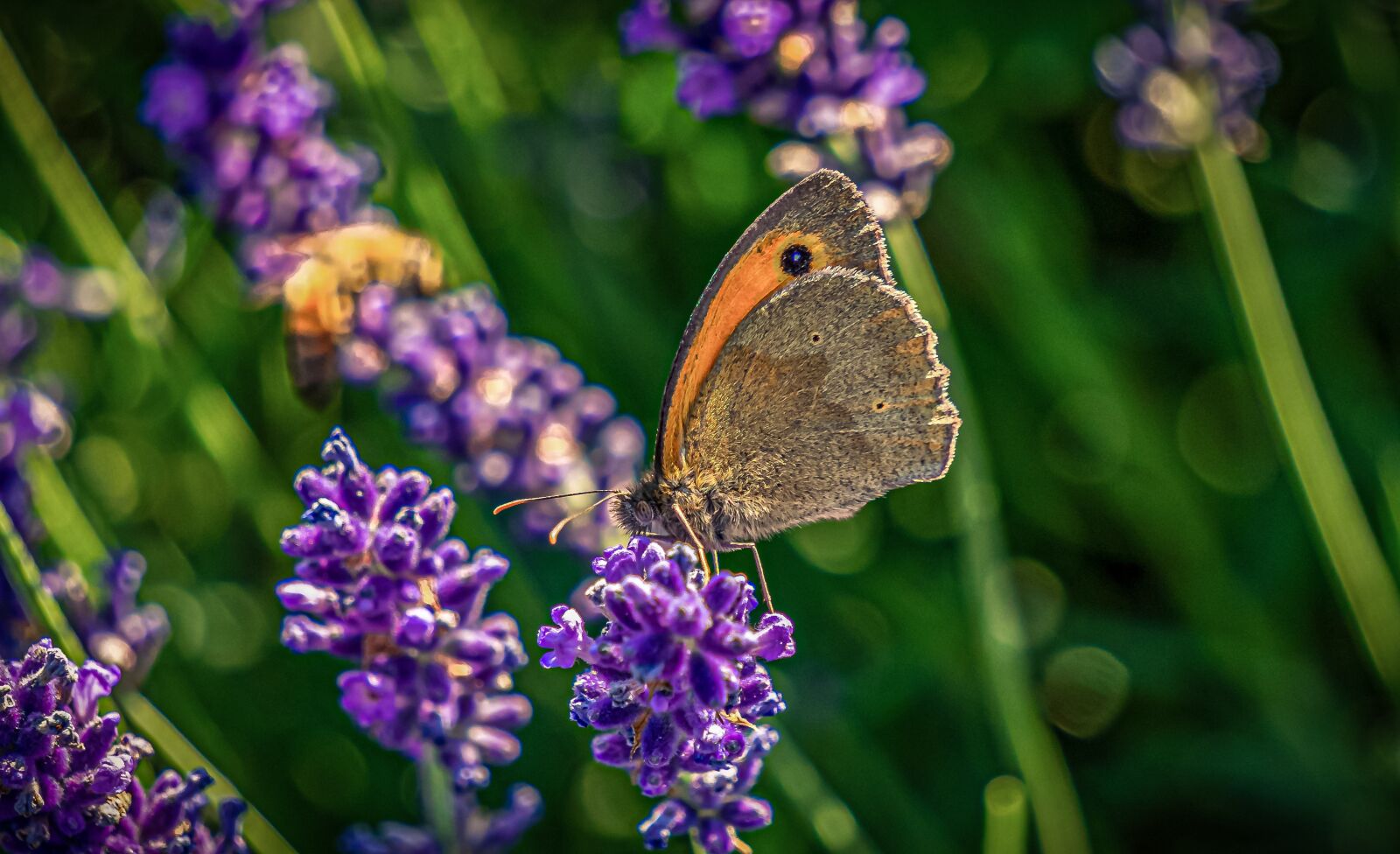 Sony E 55-210mm F4.5-6.3 OSS sample photo. Lavender, butterfly, nature photography