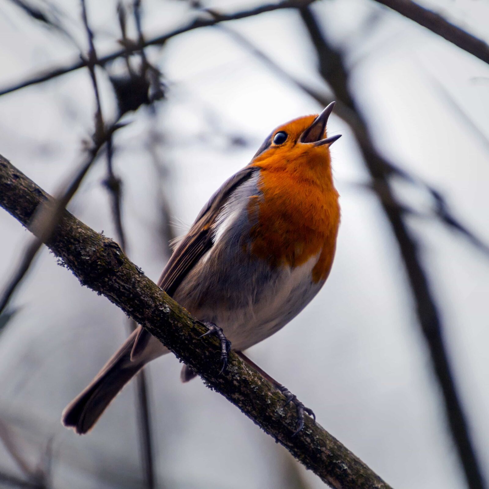 Canon EOS 70D sample photo. Wildlife, bird, songbird, feather photography