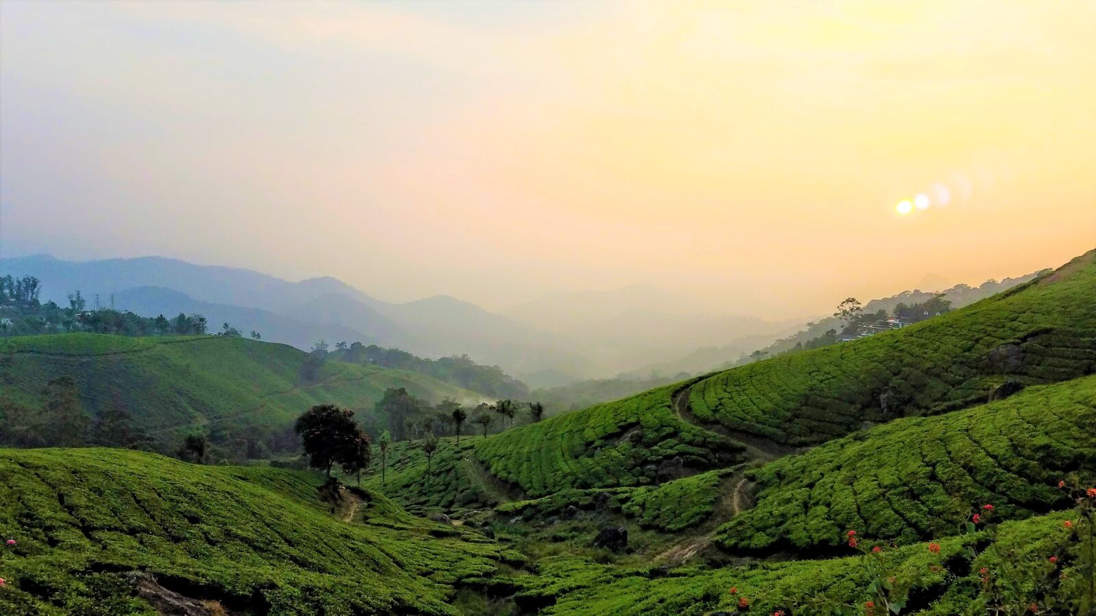Samsung Galaxy S7 sample photo. Tea plantations, tea plants photography