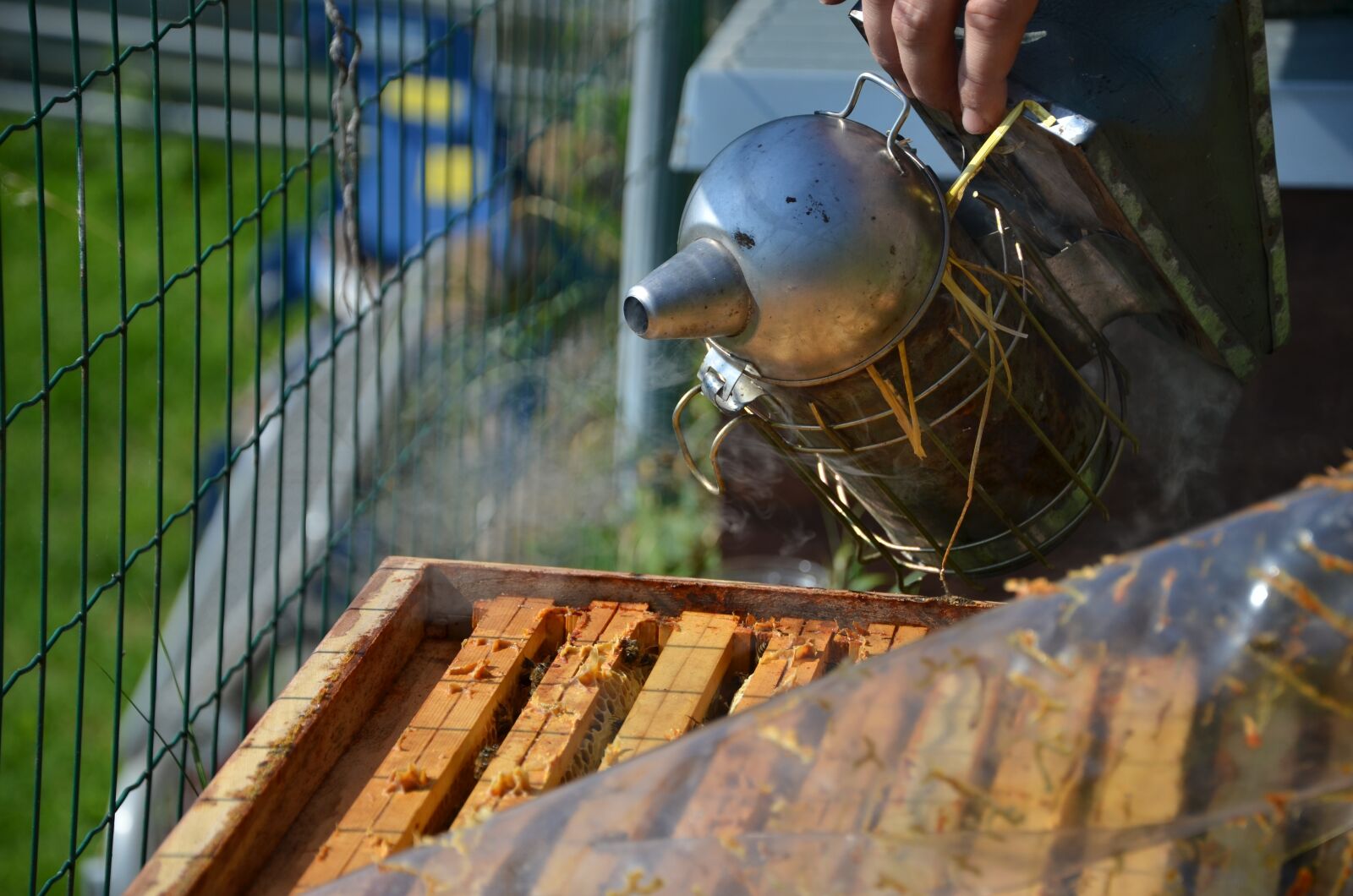 Nikon D7000 sample photo. Bee, honey, insect photography