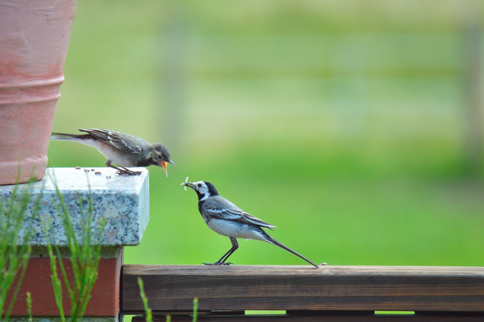 Nikon D3200 sample photo. White wagtail, bird, animal photography
