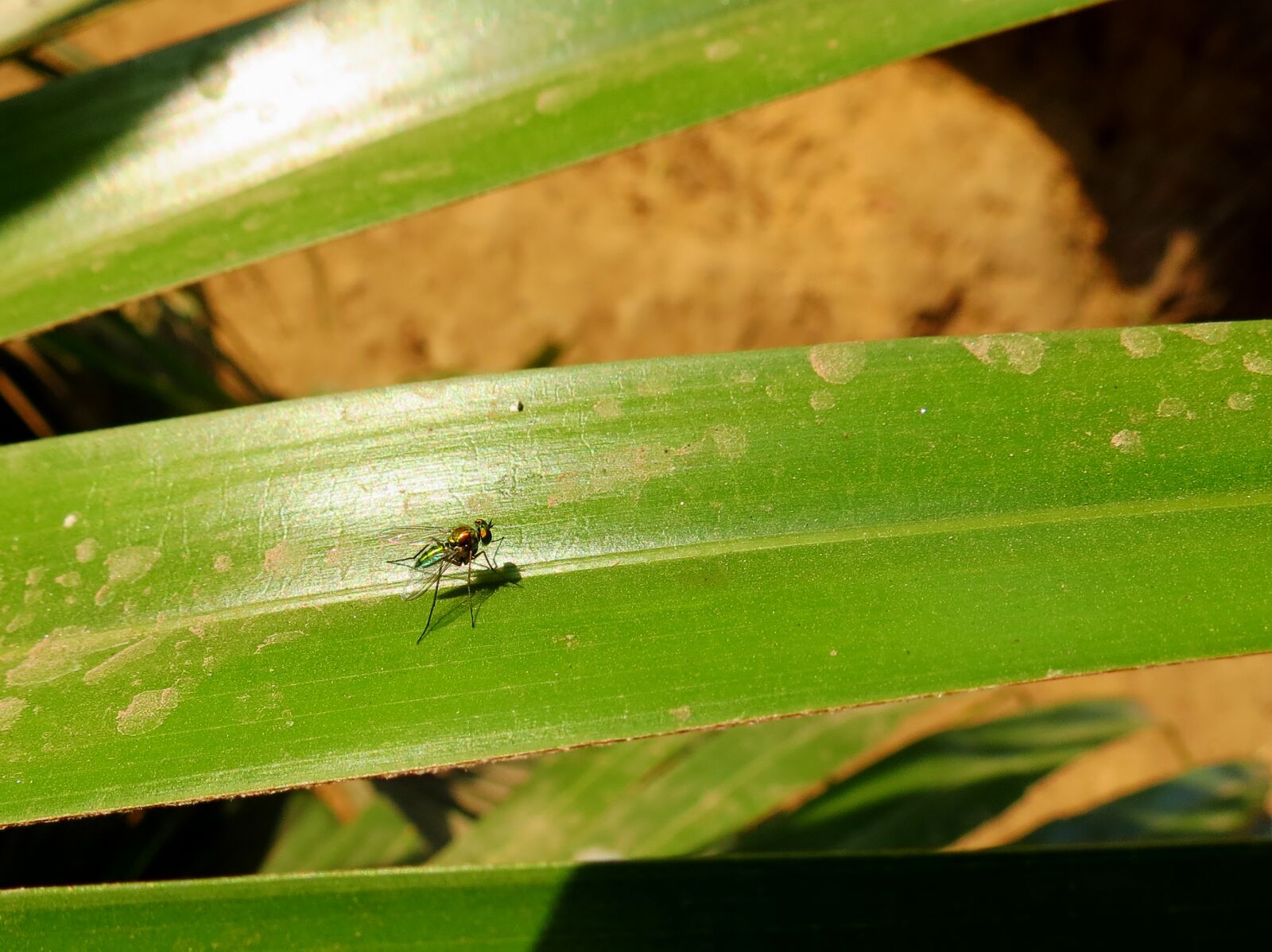 Canon PowerShot SX40 HS sample photo. Insect photography