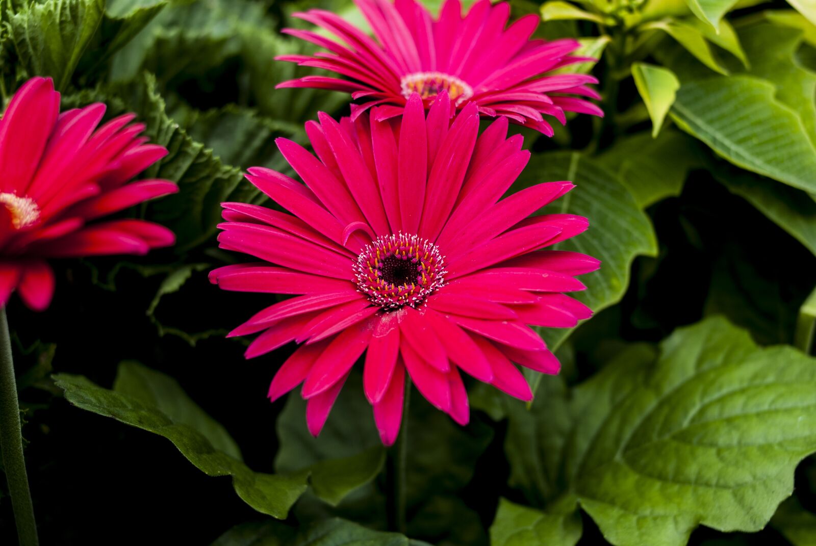 Nikon D60 sample photo. Beautiful flower, flower, nature photography