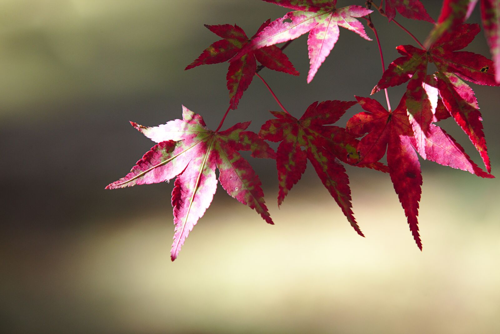 Canon EOS 6D sample photo. Japan, autumn, nanzen-ji photography