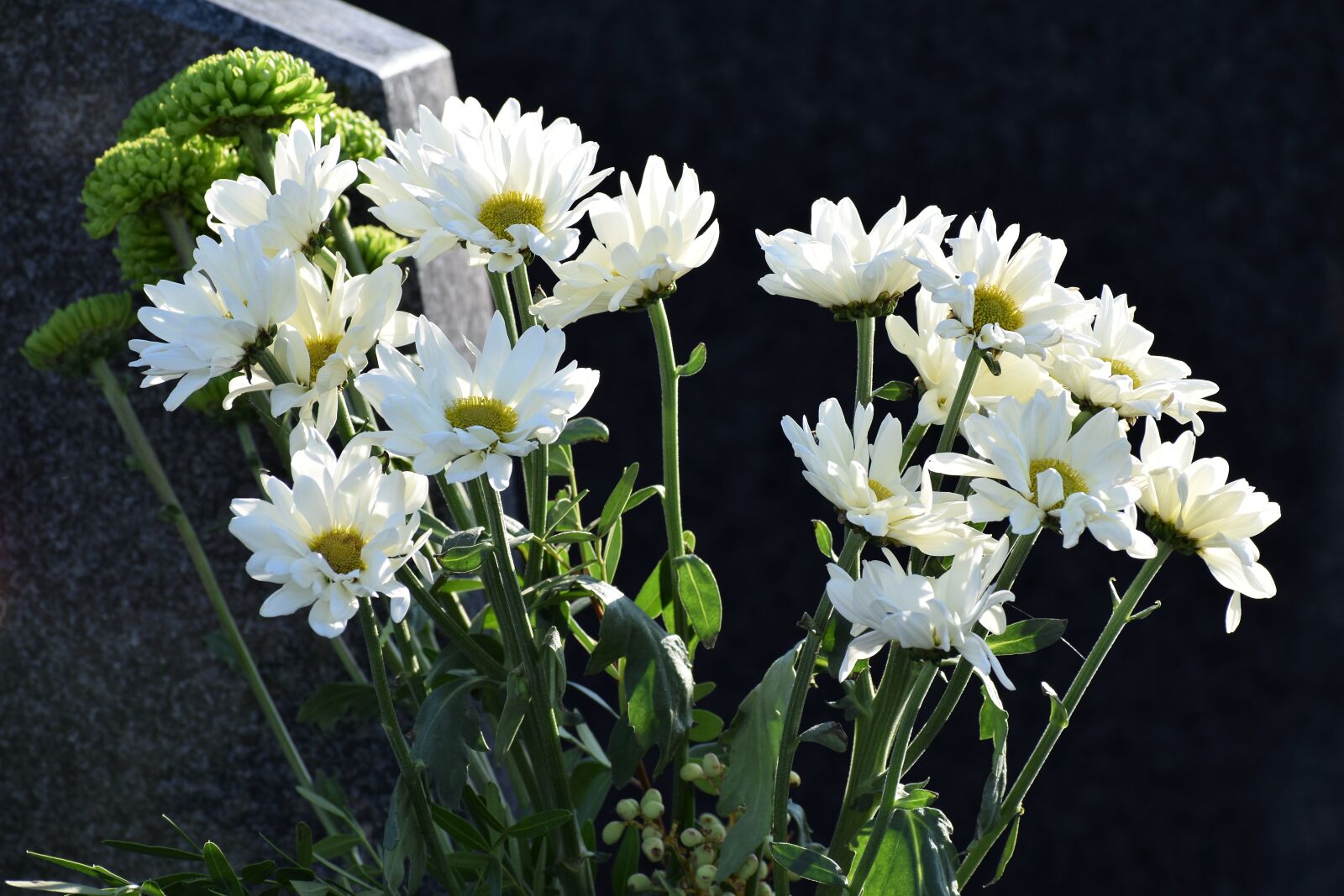 Nikon D3300 sample photo. White chrysanthemum, blooming, vase photography
