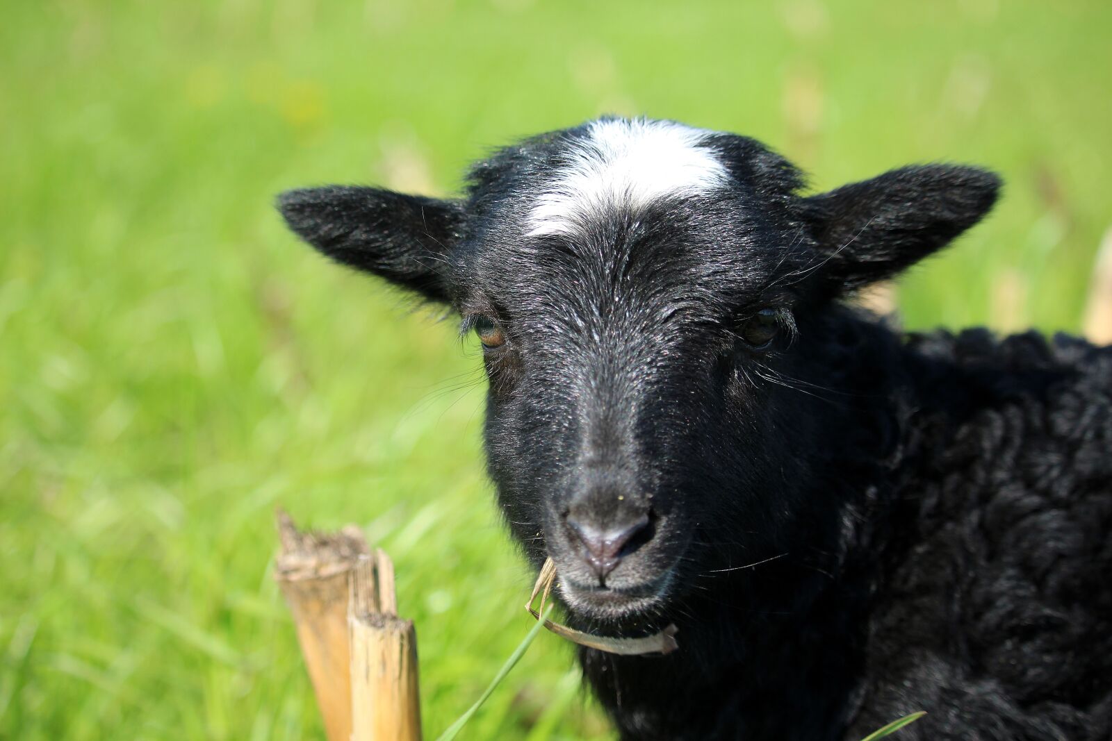 Canon EOS 700D (EOS Rebel T5i / EOS Kiss X7i) sample photo. Lamb, heidschnucke, l neburg photography