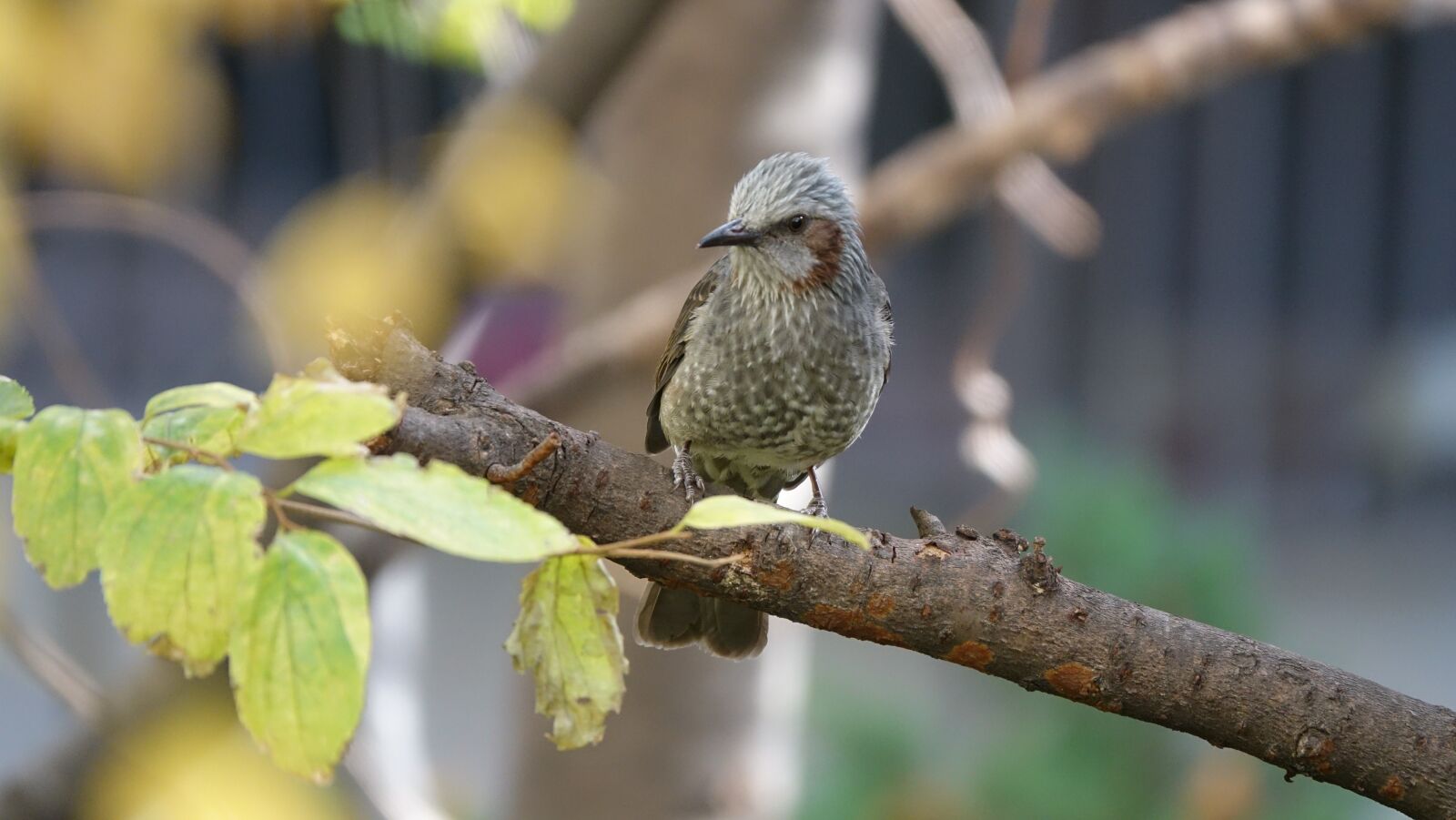 Sony Cyber-shot DSC-RX10 III sample photo. Sparrow, new, bud photography