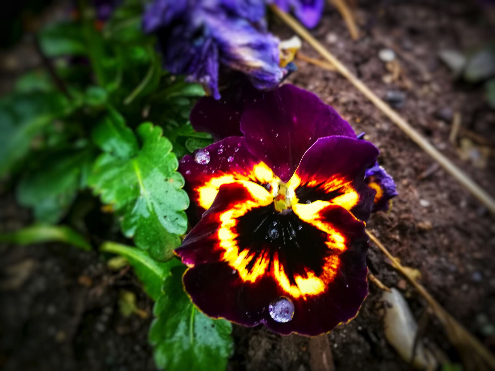 HUAWEI P10 sample photo. Violet, spring photography