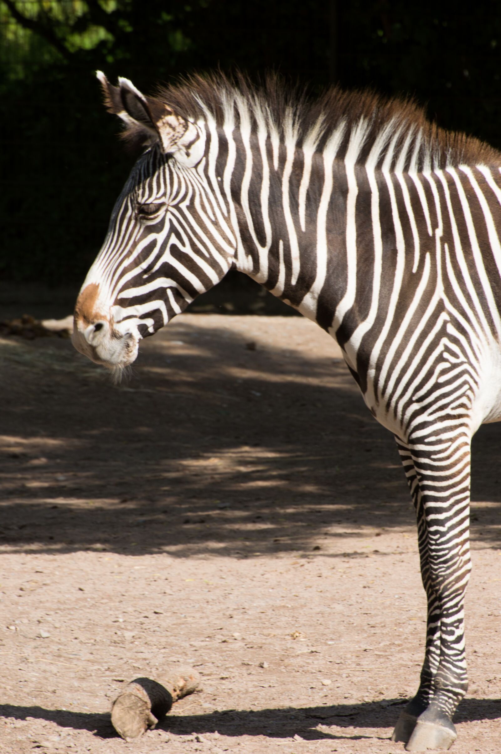 Nikon D3200 sample photo. Zebra, black, white photography