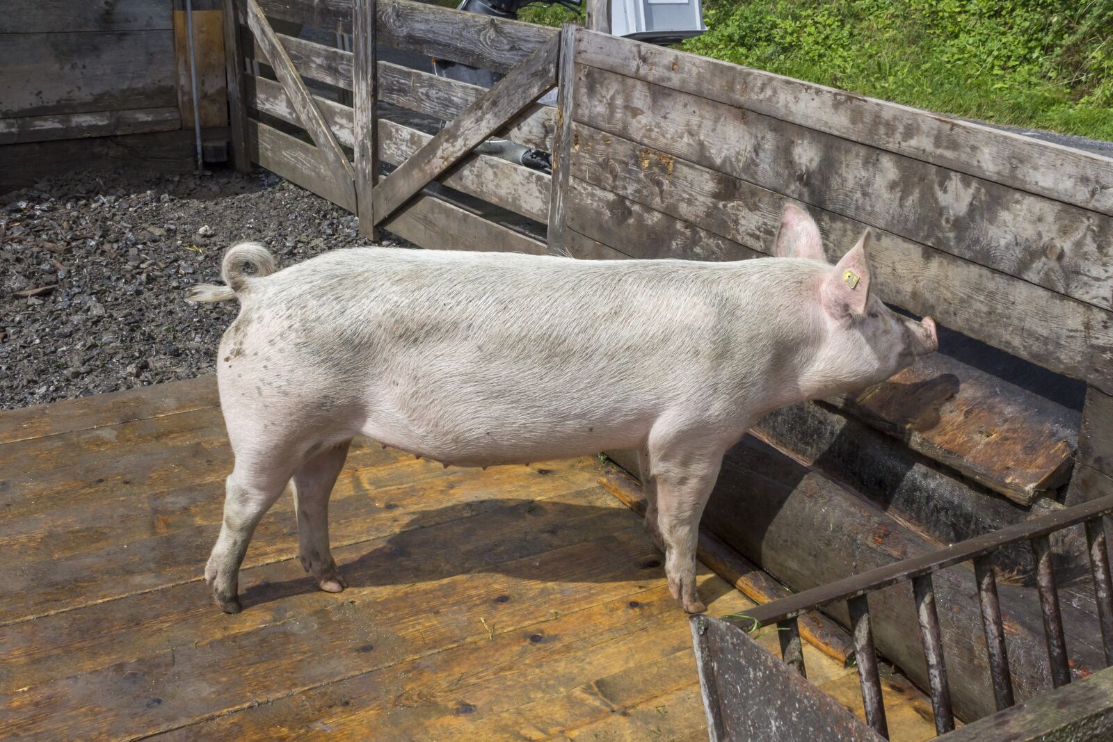 Canon EOS 600D (Rebel EOS T3i / EOS Kiss X5) sample photo. Pig, swine, hog photography