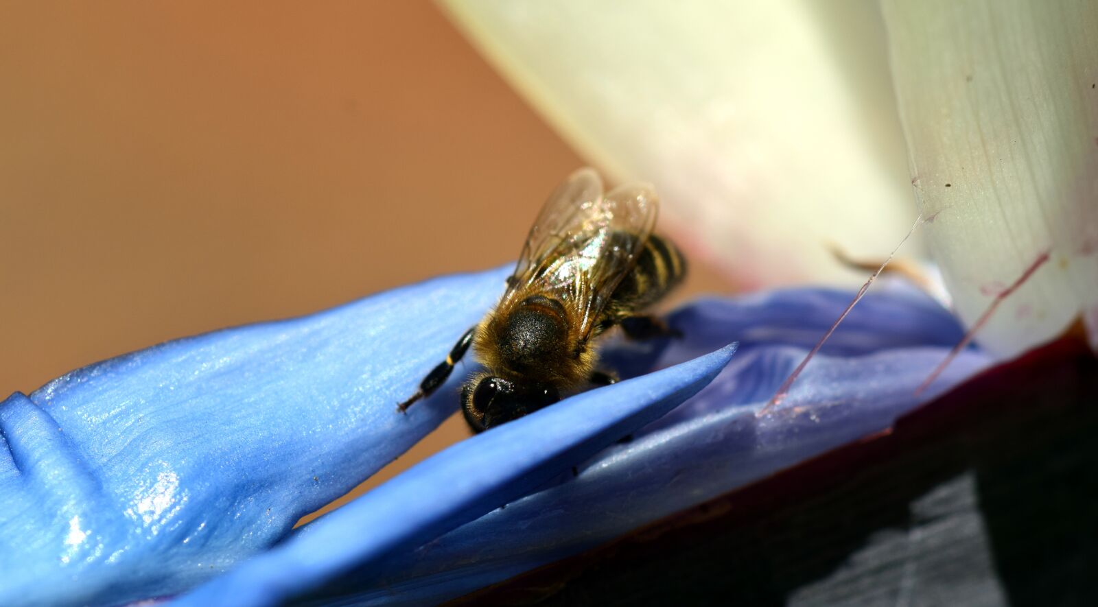 Nikon D3300 sample photo. Bee, blossom, bloom photography