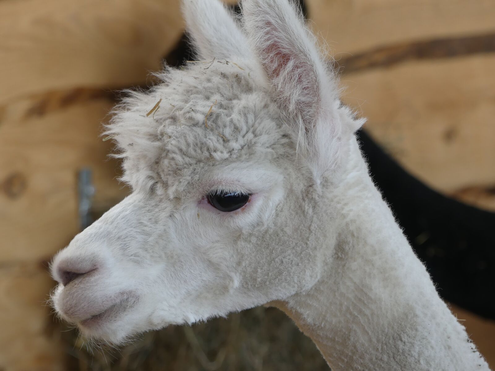 Panasonic Lumix DMC-FZ300 sample photo. Alpaca, animal, zoo photography