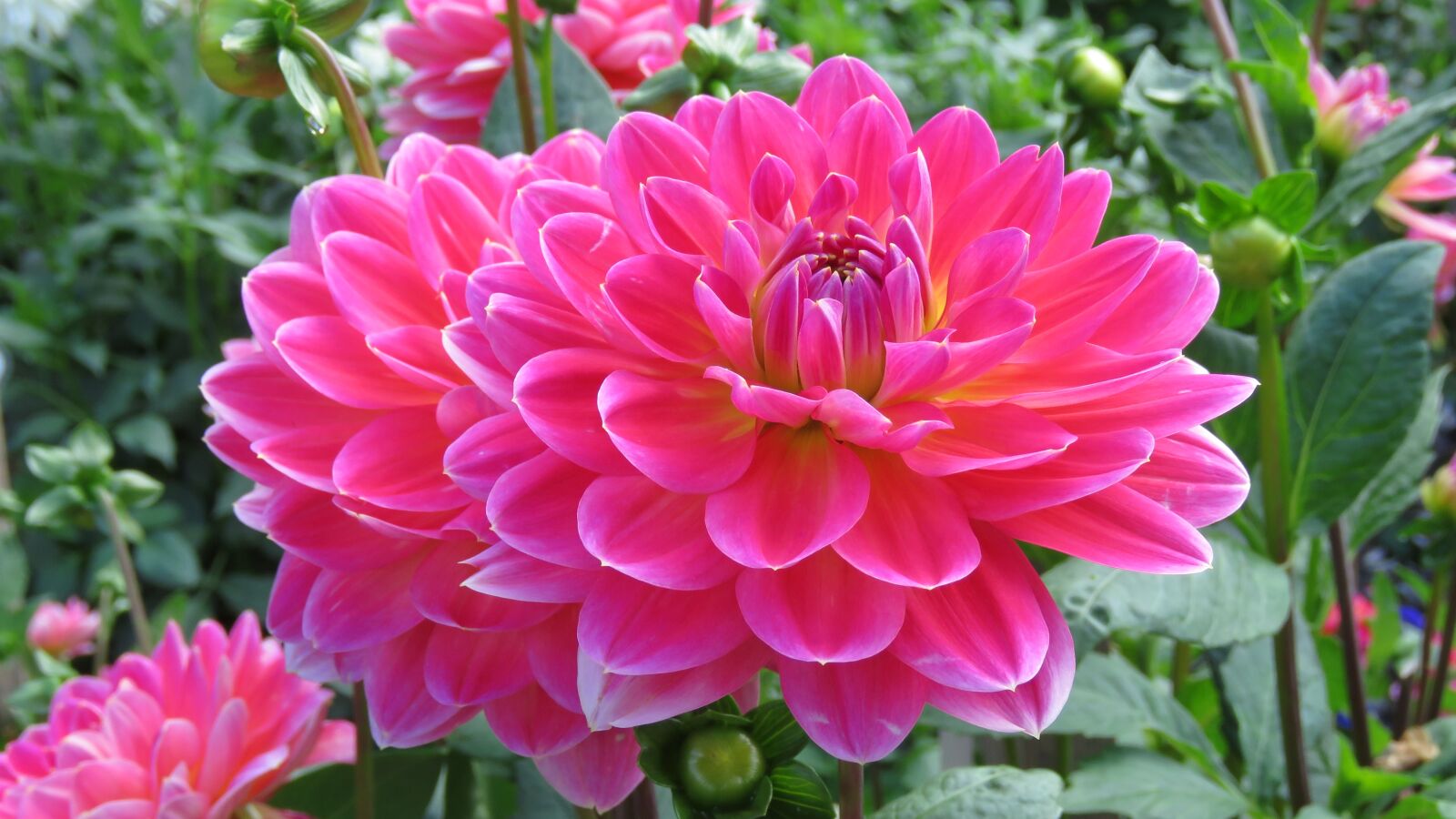 Canon PowerShot SX60 HS sample photo. Dahlia, autumn flower, late photography
