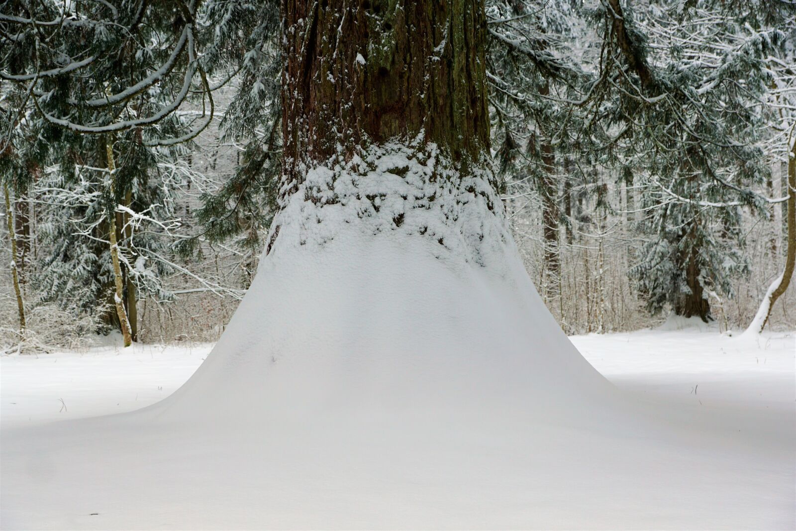 Sony ILCA-77M2 + Sony DT 16-50mm F2.8 SSM sample photo. Winter, snow, cold photography