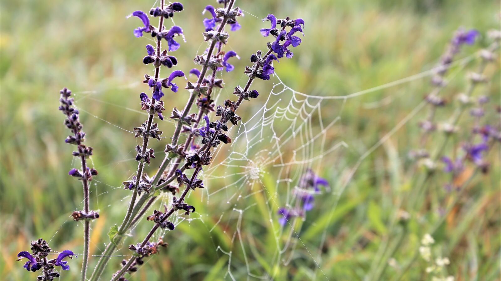 Canon EOS 6D sample photo. Meadow sage, spider net photography