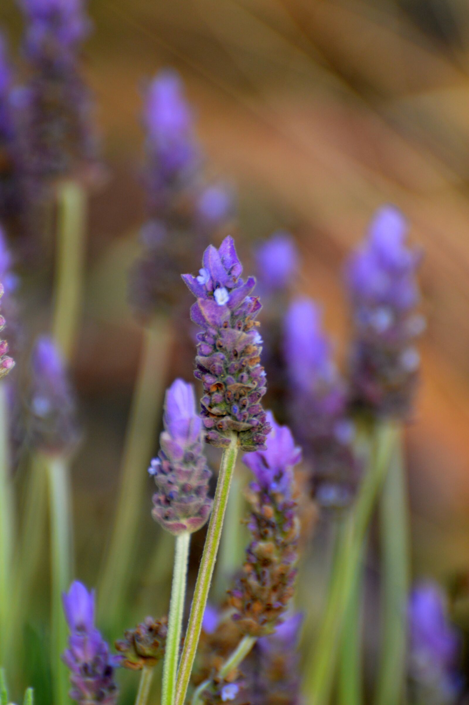 Nikon D3200 sample photo. Lavender, purple, flowers photography