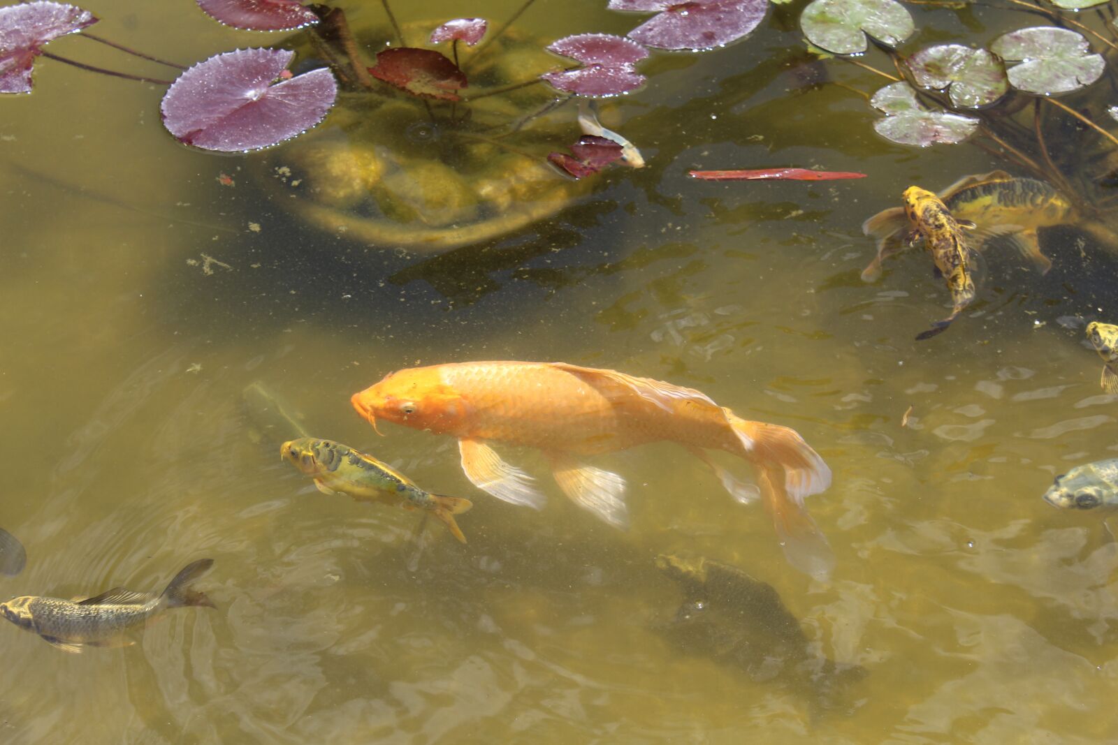 Canon EOS 1200D (EOS Rebel T5 / EOS Kiss X70 / EOS Hi) sample photo. Fish, tank, aquarium photography