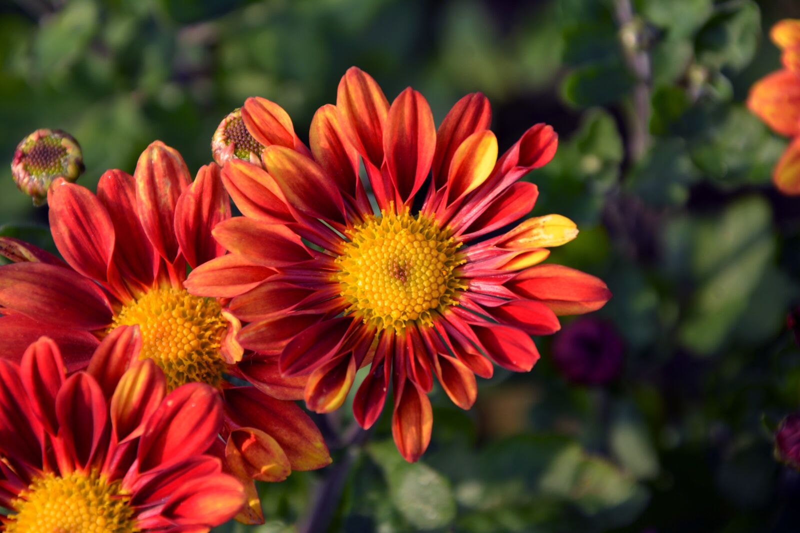 Nikon D7100 sample photo. Flower, chichewa live, vivid photography