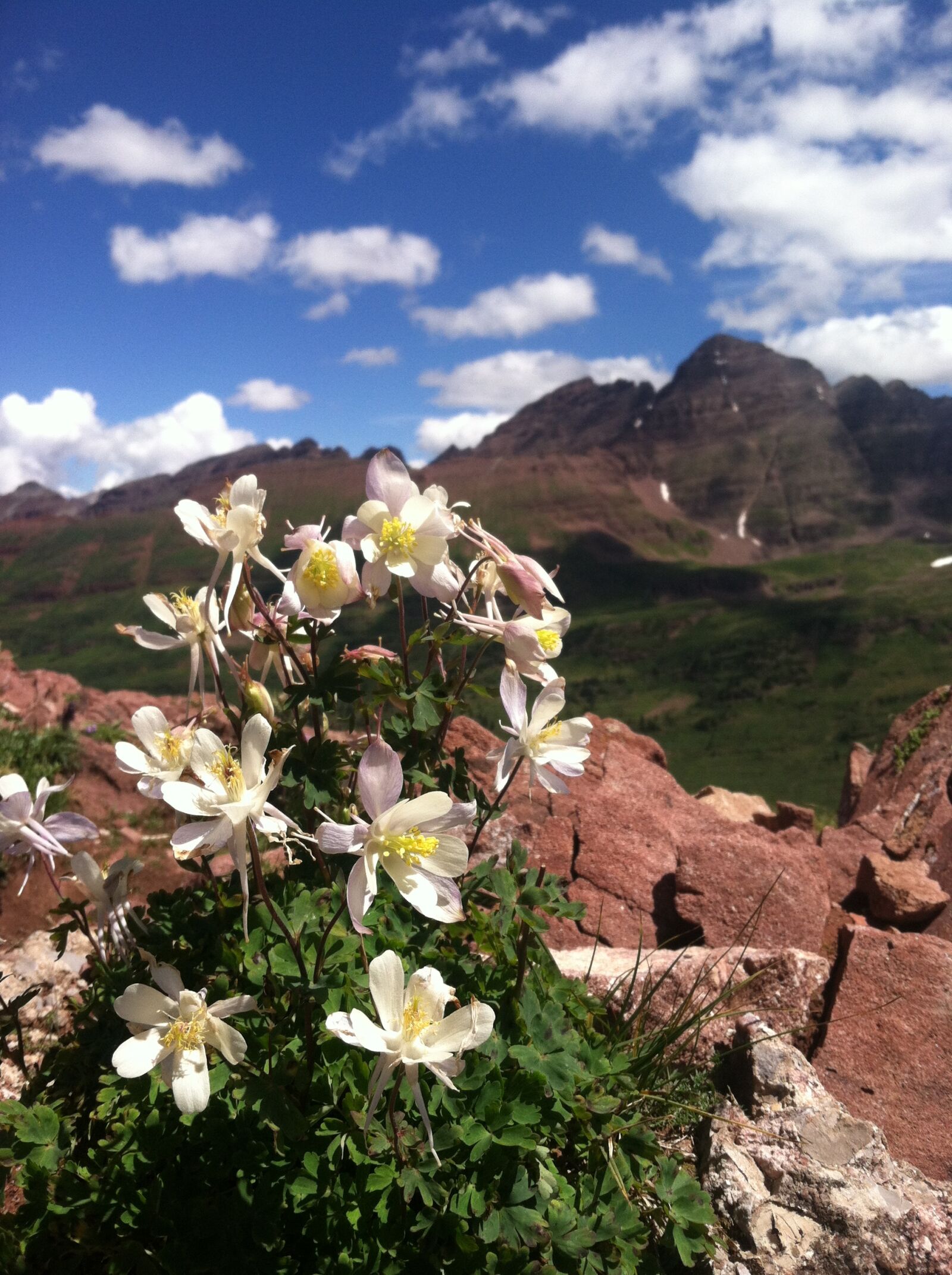 iPhone 4 back camera 3.85mm f/2.8 sample photo. Flowers, wildflowers, mountain photography