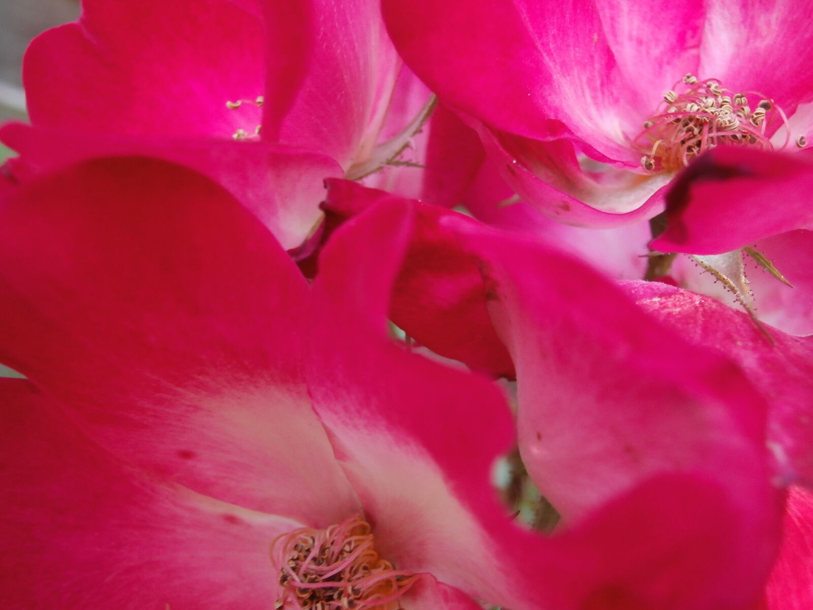 Olympus VR340,D750 sample photo. Pink, flower, pink flowers photography