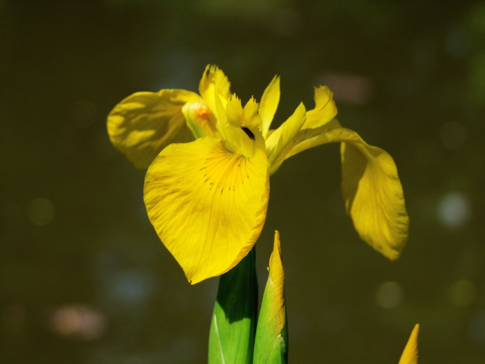 Fujifilm FinePix S100fs sample photo. Swamp iris, yellow, iris photography